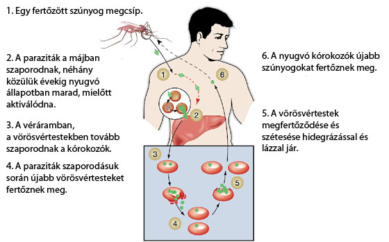 Malária megbetegedés folyamatábra