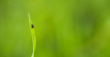 Kullancsveszély - Fontos tudnivalók