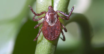 Lyme-kór: a diagnózis hiánya és a téves diagnózis is nagy probléma