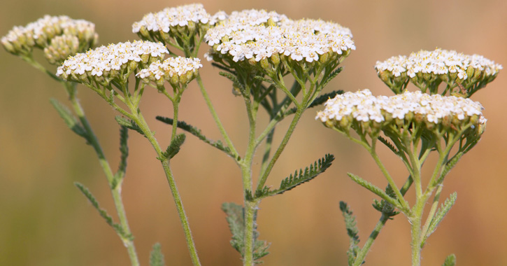 Közönséges cickafark (Achillea millefolium)