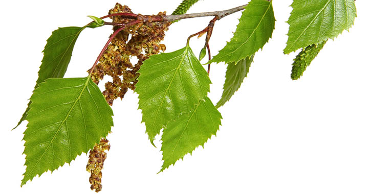 Pollenallergia