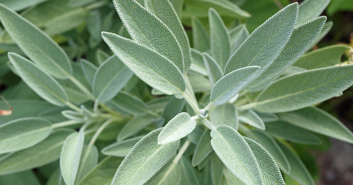 Orvosi zsálya (Salvia officinalis)