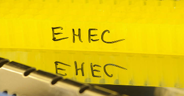 Az EHEC-fertőzés