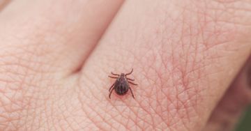 Kullancsok - Tények és tévhitek