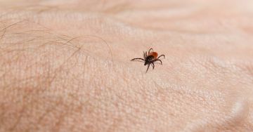 6 tanács a kullancscsípés okozta betegségek megelőzéséért