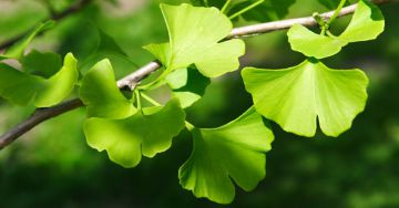 A páfrányfenyő (Ginkgo biloba) mint vényköteles növényi gyógyszer