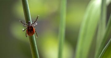 Paraziták, amik rajtunk és bennünk élősködhetnek
