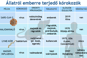 Mi a zoonózis? Hogyan terjednek a fertőzések állatról emberre?