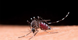 Zika-vírus