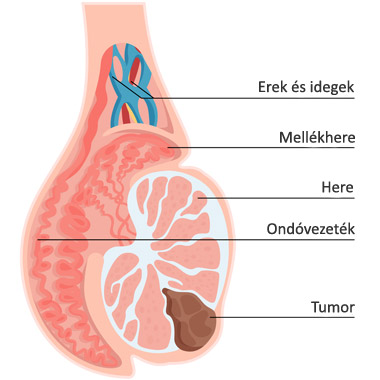 Here anatómiája és hererák ábra