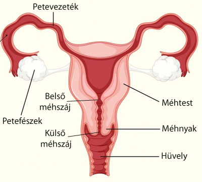 Női reproduktív (belső nemi) szervek